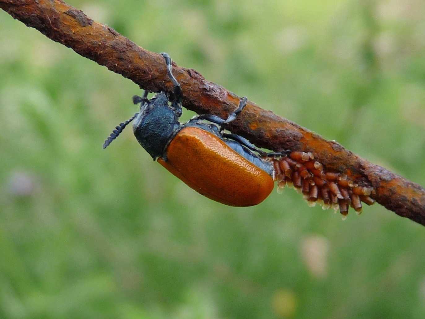 Chrysomelidae, Labidostomis taxicornis?